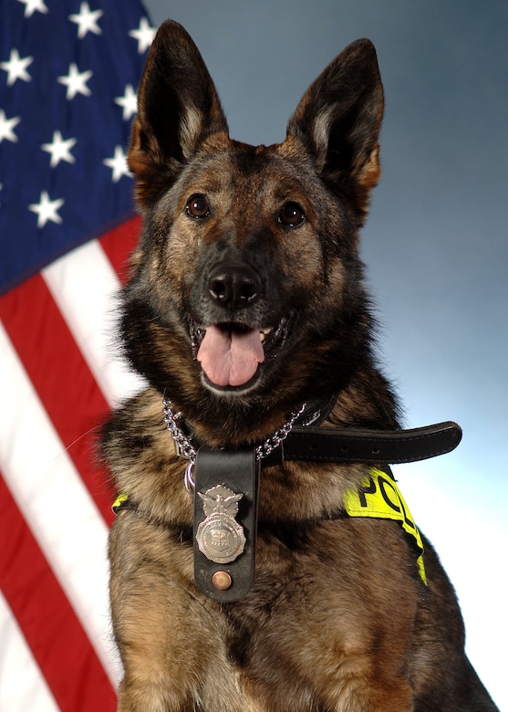 Retired Military Working Dog Nina