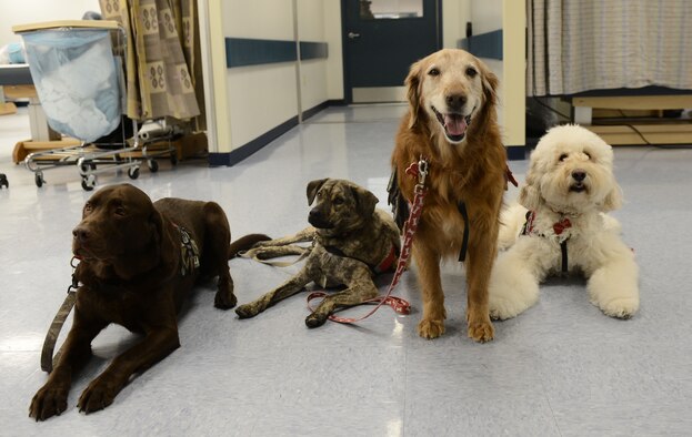 Four dogs sitting on the ground looking at the camera