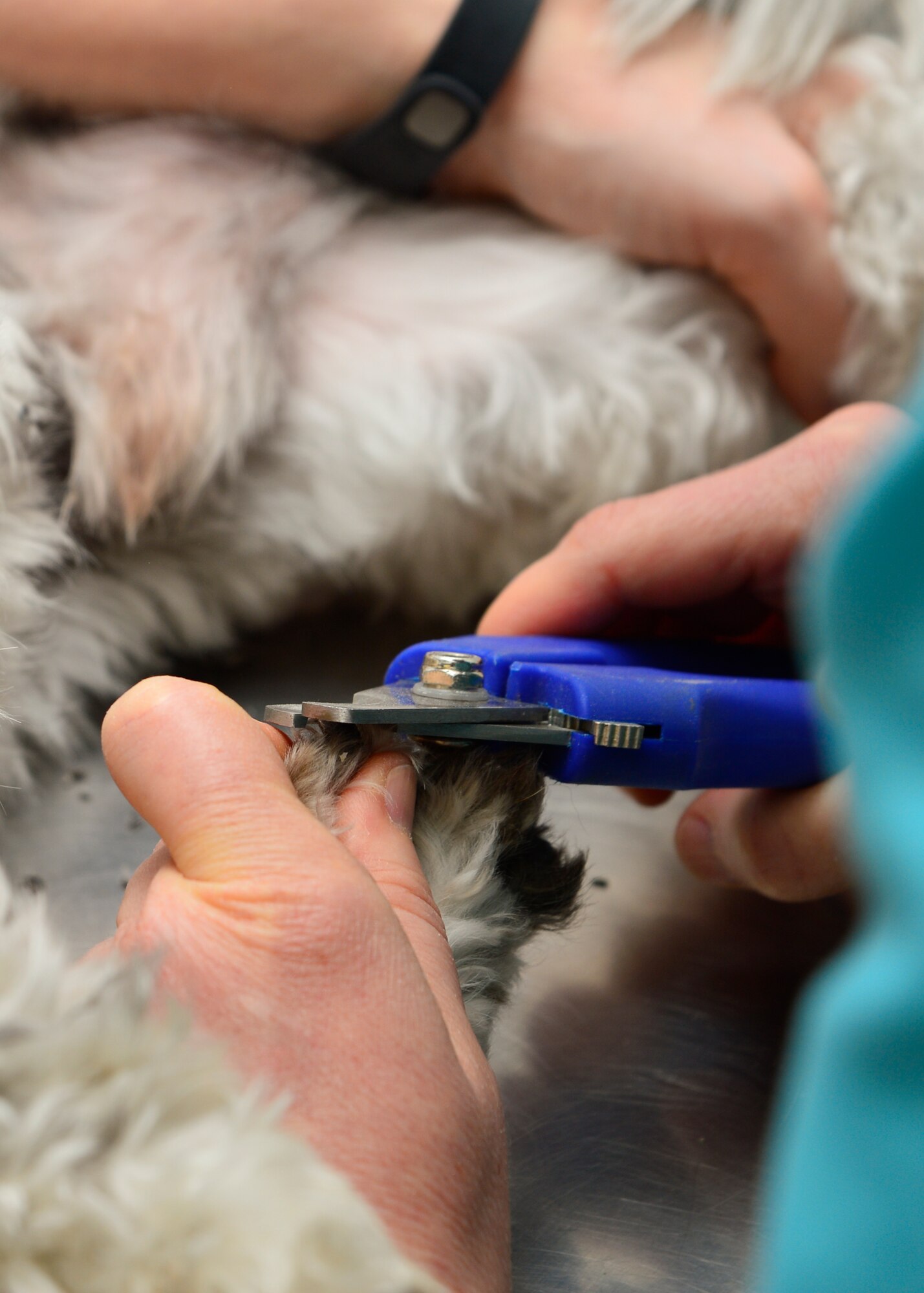 Riley, a Lhasa Apso mix, gets his nails trimmed by Dr. Emily Galloway, Veterinary Treatment Facility veterinarian, during a routine checkup Feb. 27, 2015, at the VTF on Dover Air Force Base, Del. The VTF offers preventive health care services and vaccinations to privately owned animals of Team Dover members. (U.S. Air Force photo/Airman 1st Class William Johnson)