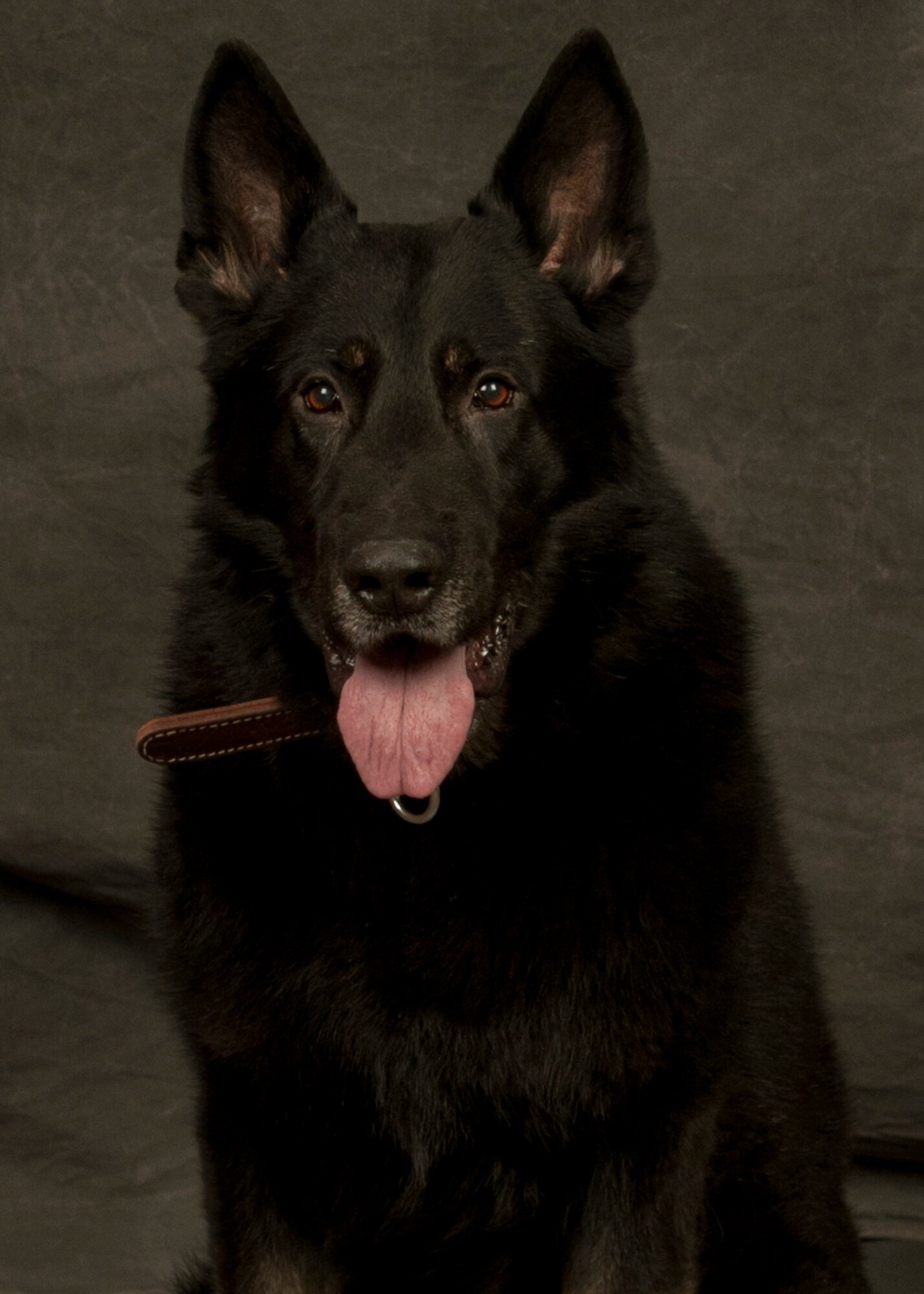 Military Working Dog Luxi poses for the camera for an official photo at Holloman Air Force Base. Luxi was an irreplaceable member of the U.S. Air force and will be missed. (U.S. Air Force courtesy photo/Released)
