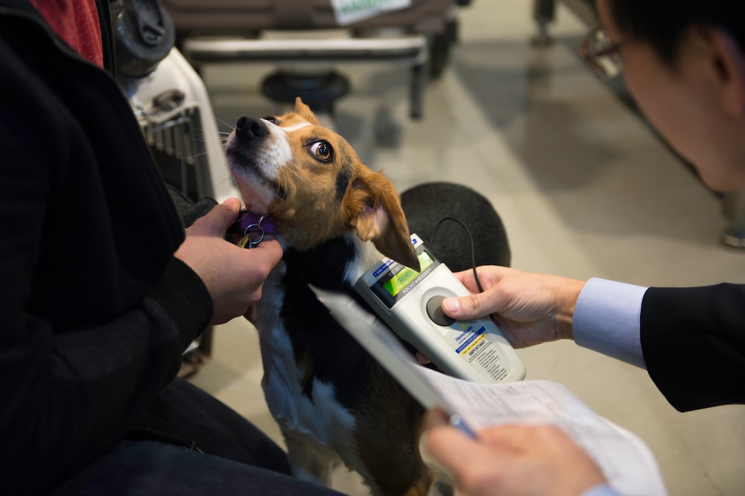 Kali, a pet who traveled to the Korean Peninsula on space available travel, is scanned for a microchip after arriving at the the Osan Air Base passenger terminal, Republic of Korea, March 2, 2015. After five years in the works, the 731st Air Mobility Squadron passenger terminal welcomed its first four-legged passengers on a new program allowing service members to fly their pets to the Peninsula via the "Patriot Express." (U.S. Air Force photo by Staff Sgt. Shawn Nickel/Released)