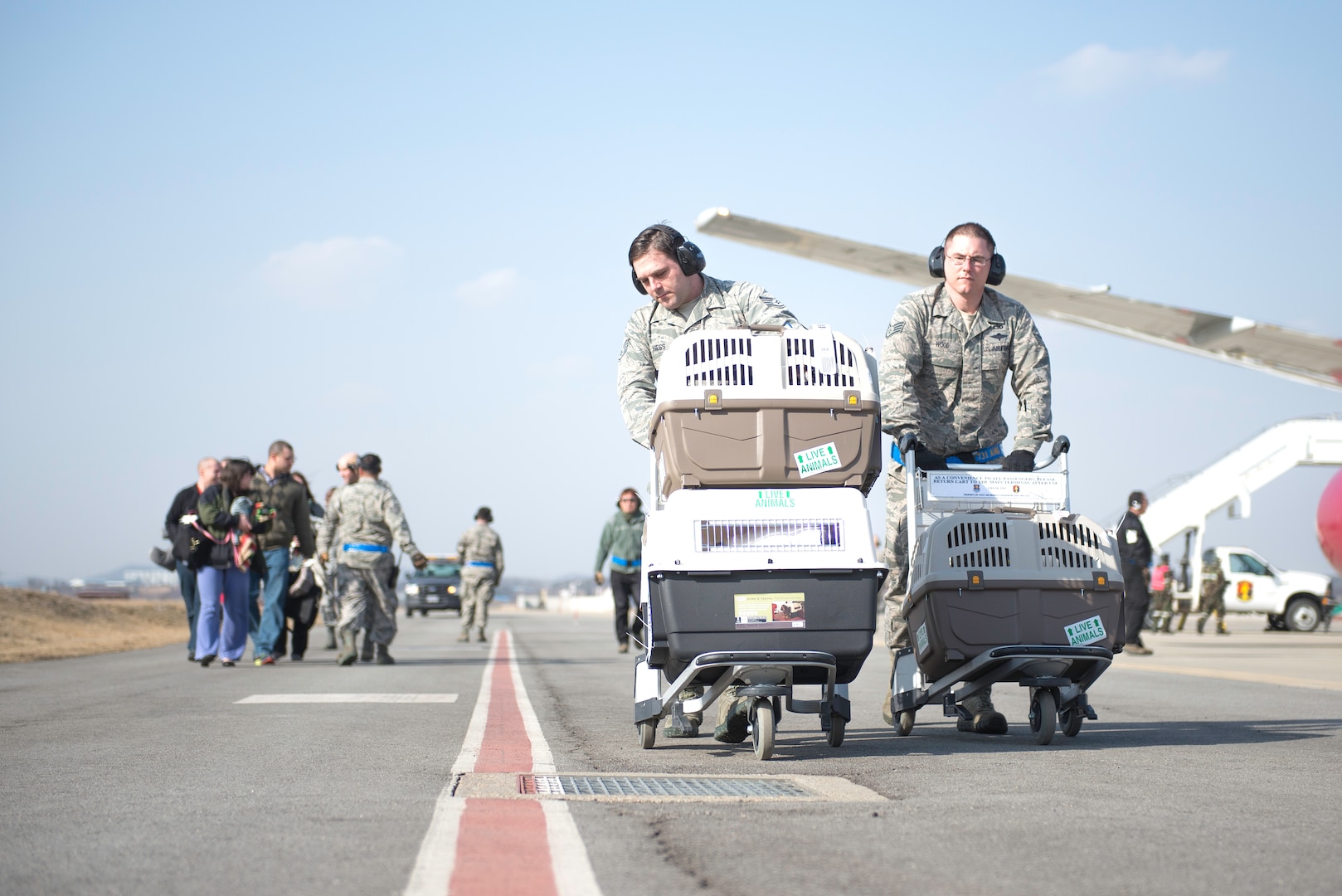 Air Force Staff Sgt. Evan Hess (right) and David Webb, 731st Air Mobility Squadron passenger terminal supervisors, walk kennels with the first dogs transported on the "Patriot Express" to the Osan Air Base passenger terminal, Republic of Korea, March 2, 2015. The new service provided by the Air Force offers cost savings to the Department of Defense and service members changing duty stations with pets. (U.S. Air Force photo by Staff Sgt. Shawn Nickel/Released)