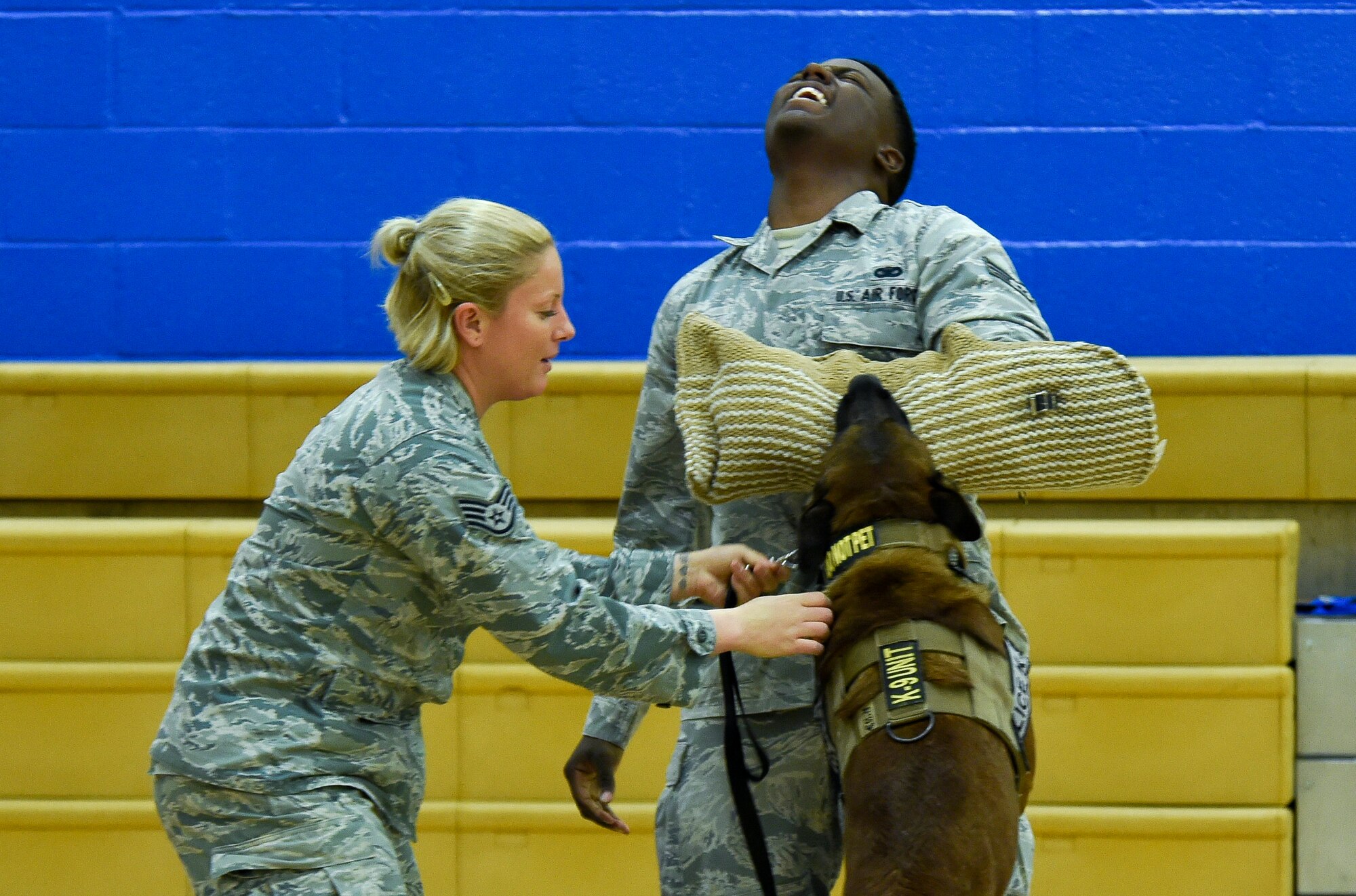 Senior Airman Dominick Young, 799th Security Forces Squadron military working dog handler, takes a bite from MWD SSamuel, while  his handler, Staff Sgt. Anique Brassard, 799 SFS, prepares to give the release command during a K9 demonstration March 2, 2014, inside the Indian Springs School’s gymnasium. MWDs and their handlers train together to build a close bond to better protect military personnel and equipment, detect explosives, and conduct search and rescue operations during disasters. The demonstration was part of a Nevada Reading Week event for Indian Springs Elementary School students.  (U.S. Air Force photo by Tech. Sgt. Shad Eidson/released)
