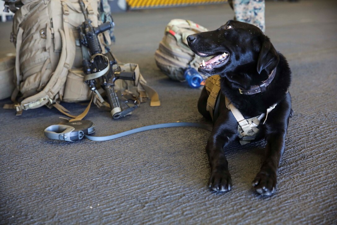 Jackson waits to depart the USS Essex (LHD 2) during Amphibious Squadron/Marine Expeditionary Unit Integration Training (PMINT) off the coast of San Diego March 5, 2015. Jackson is a military working dog with Combat Logistics Battalion 15, 15th Marine Expeditionary Unit. (U.S. Marine Corps photo by Cpl. Anna Albrecht/Released)