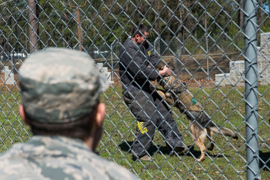 A cadet from the U.S. Air Force Academy, Colo., watches a 23d Security Forces military working dog demonstration during a base tour March 7, 2015, at Moody Air Force Base, Ga. MWD instructors showcased their training equipment, facility and multiple dog commands before the demonstration. (U.S. Air Force photo by Airman 1st Class Dillian Bamman/Released)