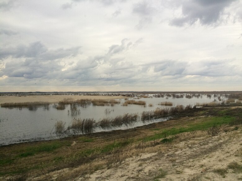 Technical visit in Savannah Harbor: Bird island inside of the levee.