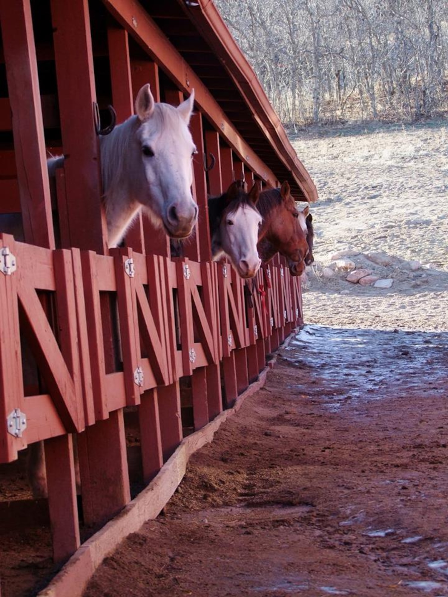 The Academy owns 30 horses to support trail riding, riding lessons, the warrior wellness program, cadet rodeo and equestrian teams at the equestrian center. (U.S. Air Force photo/ Amber Baillie)