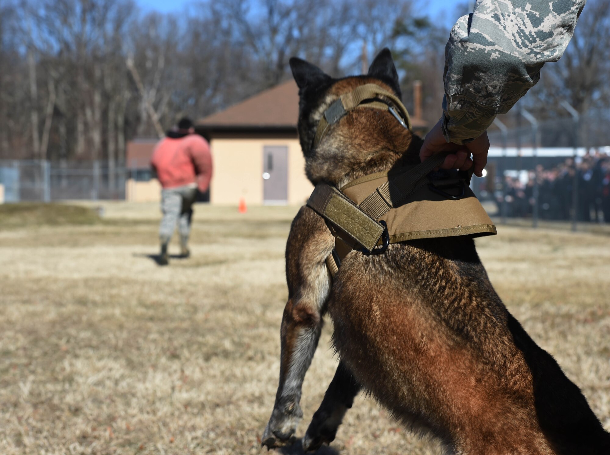 Nirvana, a military working dog, is held back from attacking the “suspect” by her handler, Staff Sgt. Monica Bizallion, 11th Security Forces Support Squadron military working dog handler, at Joint Base Andrews, Md., Mar. 12, 2015. Team Andrews security forces officers utilize more than 30 MWDs to help protect the base, residents and flight line. (U.S. Air Force photo/Airman 1st Class Joshua R. M. Dewberry)