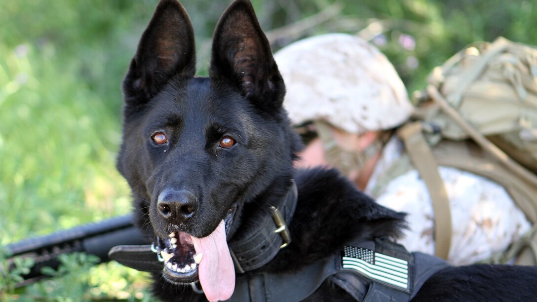 Lance Cpl. David Wadleigh, military working dog handler, Military Working Dog Platoon, 1st Law Enforcement Battalion, posts security during the patrol with his dog, Hugo. Marines with MWD Platoon, 1st LEB and Assault Breacher Vehicle Platoon, Alpha Company, 1st Combat Engineers Battalion, participated in Counter Improvised Explosive Device Training aboard Camp Pendleton, Calif., March 10, 2015.
