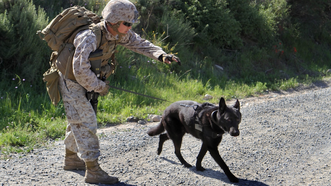 Lance Cpl. David Wadleigh, military working dog handler, Military Working Dog Platoon, 1st Law Enforcement Battalion, instructs his dog, Hugo, to search for traces of explosive materials. Marines with MWD Platoon, 1st LEB and Assault Breacher Vehicle Platoon, Alpha Company, 1st Combat Engineers Battalion, participated in Counter Improvised Explosive Device Training aboard Camp Pendleton, Calif., March 10, 2015.