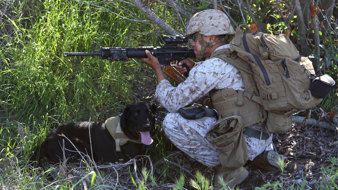Lance Cpl. Rosendo Madrigal, military working dog handler, Military Working Dog Platoon, 1st Law Enforcement Battalion, and his dog, Saber, post security as the patrol comes to a halt. “Saber is a specialized search dog, he has different capabilities than the other dogs,” said Madrigal. “He’s an explosive detection dog he works on and off the leash, but I primarily work him off of the leash so I can push him off a great distance and he can help us to find IEDs and keep us at a safe distance.” Marines with MWD Platoon, 1st LEB and Assault Breacher Vehicle Platoon, Alpha Company, 1st Combat Engineers Battalion, participated in Counter Improvised Explosive Device Training aboard Camp Pendleton, Calif., March 10, 2015.