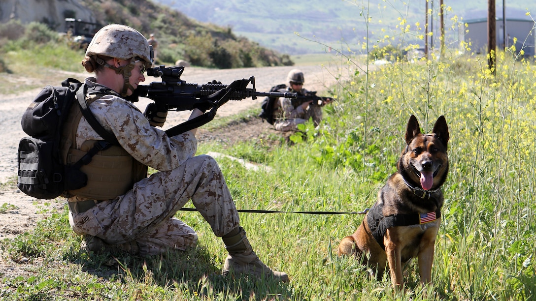 Lance Cpl. Suzette Goddard, military working dog handler, Military Working Dog Platoon, 1st Law Enforcement Battalion, posts security alongside her dog, Denny, during the Counter IED course. Marines with MWD Platoon, 1st LEB and Assault Breacher Vehicle Platoon, Alpha Company, 1st Combat Engineers Battalion, participated in Counter Improvised Explosive Device Training aboard Camp Pendleton, Calif., March 10, 2015.