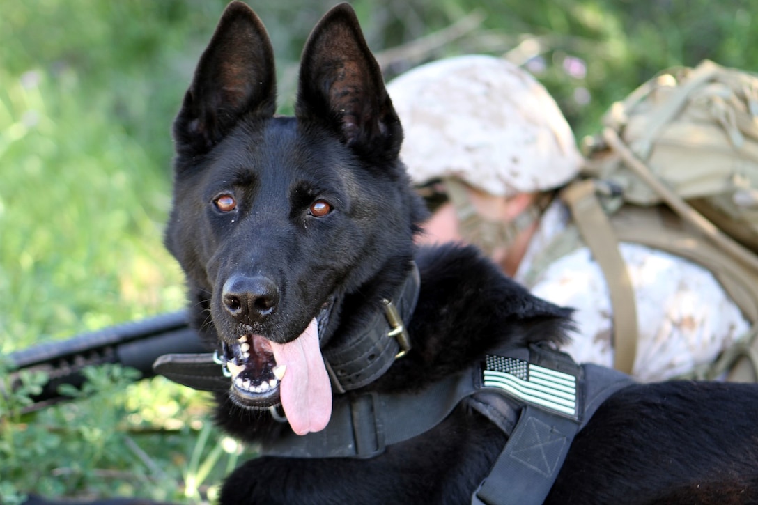 Lance Cpl. David Wadleigh, military working dog handler, Military Working Dog Platoon, 1st Law Enforcement Battalion, posts security during the patrol with his dog, Hugo. Marines with MWD Platoon, 1st LEB and Assault Breacher Vehicle Platoon, Alpha Company, 1st Combat Engineers Battalion, participated in Counter Improvised Explosive Device Training aboard Camp Pendleton, Calif., March 10, 2015.