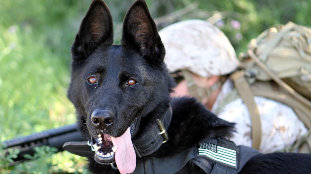 Lance Cpl. David Wadleigh, military working dog handler, Military Working Dog Platoon, 1st Law Enforcement Battalion, posts security during the patrol with his dog, Hugo. Marines with MWD Platoon, 1st LEB and Assault Breacher Vehicle Platoon, Alpha Company, 1st Combat Engineers Battalion, participated in Counter Improvised Explosive Device Training aboard Camp Pendleton, California, March 10, 2015.