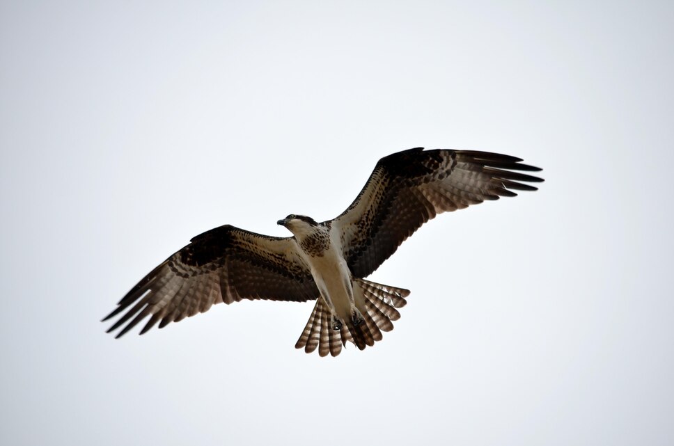 Ospreys, scientifically known as Pandion haliaetus, make Quantico their home from mid-March through mid-fall, when they migrate to Central or South America for winter.