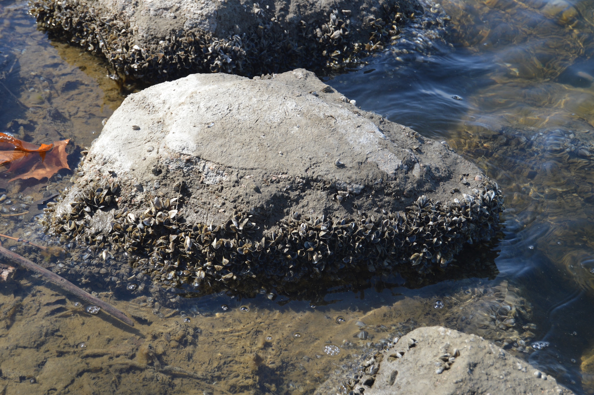 Zebra mussels will attach to rocks as seen at the base lake, March 13, 2015, Offutt Air Force Base, Neb. The mussels are native to southern Russia and have moved to several bodies of water in the United States as an invasive species. (U.S. Air Force photo by Staff Sgt. Dallas Edwards/Released)