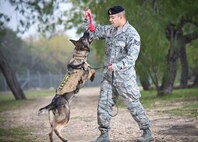 Staff Sgt. Paul Olmos, military working dog handler assigned to the 802nd Security Forces Squadron at Joint Base San Antonio-Lackland, had been partnered with MWD Daysi since September 2014. MWD Daysi was narcotic detection certified and was assigned to the 802nd SFS post her certification in January 2014. Due to an aggressive cancer and an inoperable malignant tumor, MWD Daysi was laid to rest Feb. 27. (U.S. Air Force photo by Benjamin Faske/released)