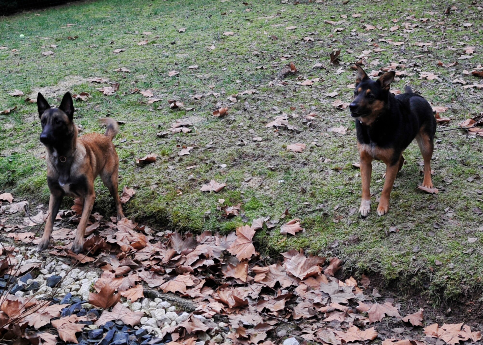 Rhea and Keira play fetch during a play-date, March 7, 2015 in Weilerbach, Germany. Paws Abroad provides service members the option to temporarily foster their pets to volunteers while away for military obligations. (U.S. Air Force photo/Airman 1st Class Larissa Greatwood)