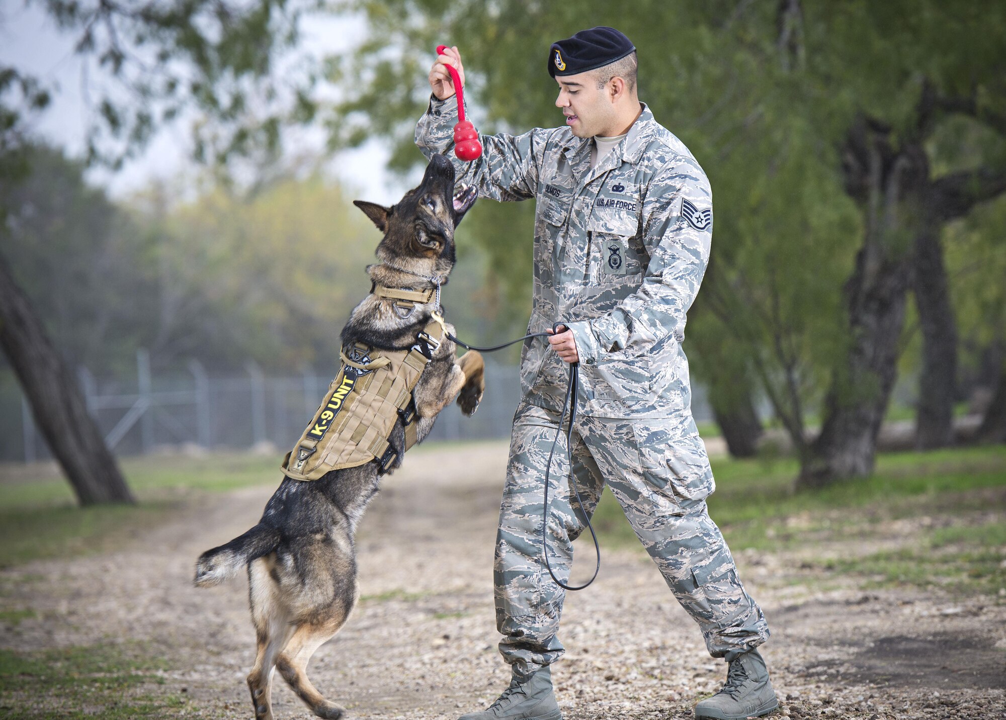 Staff Sgt. Paul Olmos, military working dog handler assigned to the 802nd Security Forces Squadron at Joint Base San Antonio-Lackland, Texas, had been partnered with MWD Daysi since September 2014. MWD Daysi was narcotic detection certified and was assigned to the 802nd SFS post her certification in January 2014. Due to an aggressive cancer and an inoperable malignant tumor, MWD Daysi was laid to rest Feb. 27, 2015. (U.S. Air Force photo by Benjamin Faske)