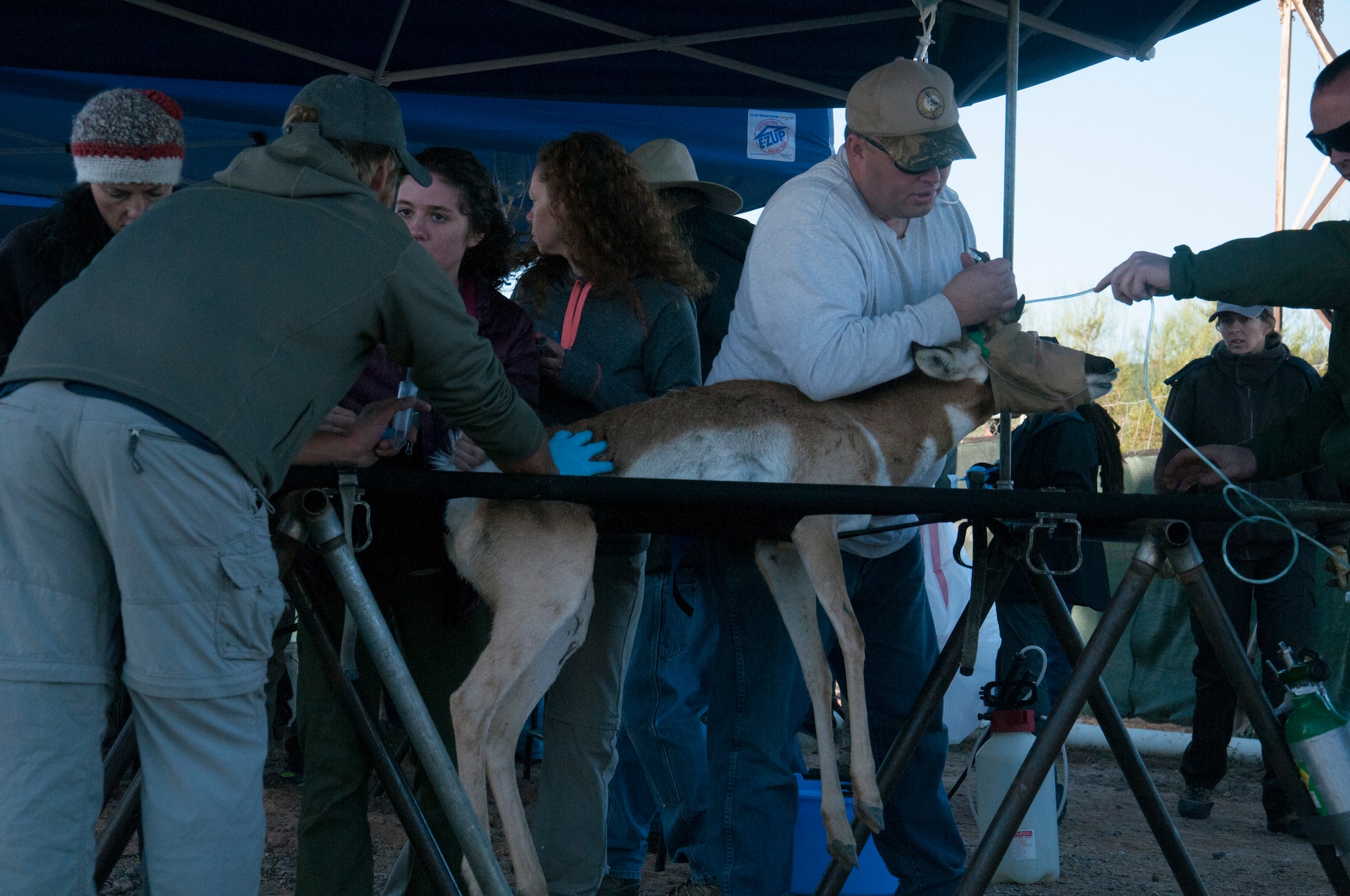 A recovery team at the Barry M. Goldwater Range in Arizona secures a Sonoran pronghorn while marking and veterinary teams process it for relocation. The endangered population crashed to a low of just 21 animals in 2002, prompting the initiation of a full-scale recovery effort there. (U.S. Air Force Photo/Monica Guevara/Released)