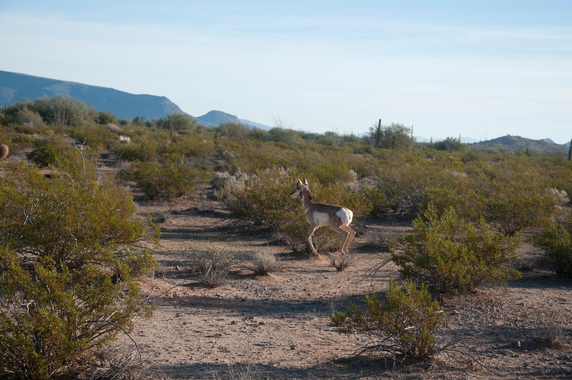 Recovery teams at the Barry M. Goldwater Range in Arizona are taking measures to safeguard endangered Sonoran pronghorns. The population crashed to a low of just 21 animals in 2002, prompting the initiation of a full-scale recovery effort. (U.S. Air Force photo/Released/Monica Guevara)