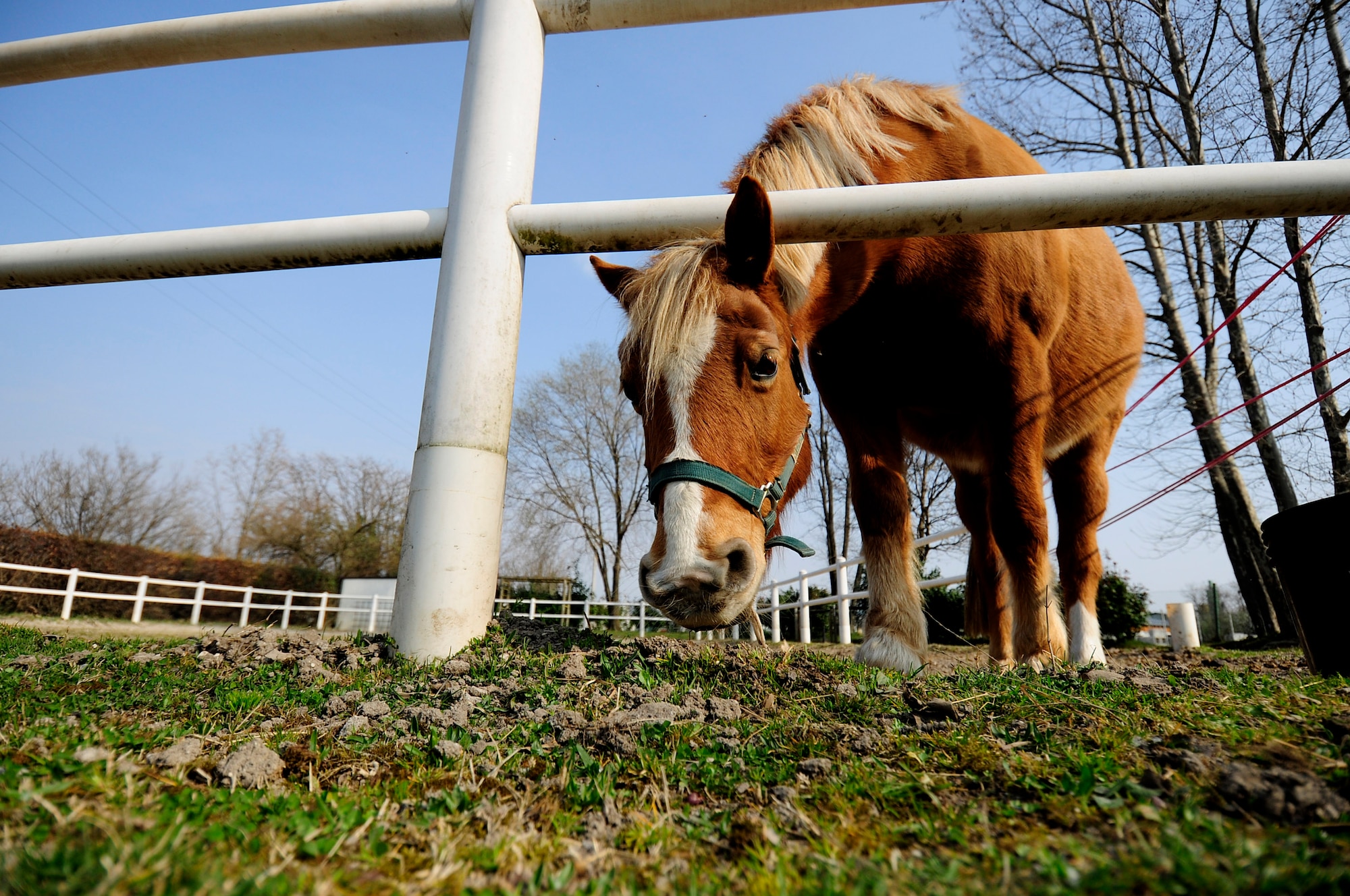 A group of more than 10 Airmen volunteered March 15, 2015 in Porcia, Italy, to help at a local therapeutic horse-riding center. The center helps children, teenagers and adults with motor, cognitive and emotional difficulties through horse therapy. (U.S. Air Force photo by Staff Sgt. Evelyn Chavez/Released)   