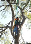 Martinez GreGorio, landscape technician, trims trees March 13 within the Joint Base San Antonio-Randolph housing area. Tree-trimming crews are continuing the process to prune and remove trees in the JBSA-Randolph housing area in an effort to thin the habitat of white-winged doves, the No. 1 culprit in aircraft bird strikes affecting the 12th Flying Training Wing’s mission. (U.S. Air Force photo by Harold China)