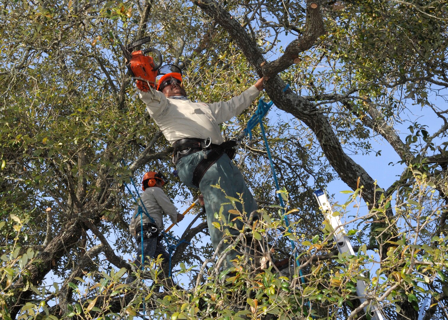 Workers from a local tree-care company trim trees March 13 within the Joint Base San Antonio-Randolph housing area. Tree-trimming crews are continuing the process to prune and remove trees in the JBSA-Randolph housing area in an effort to thin the habitat of white-winged doves, the No. 1 culprit in aircraft bird strikes affecting the 12th Flying Training Wing’s mission. (U.S. Air Force photo by Harold China)