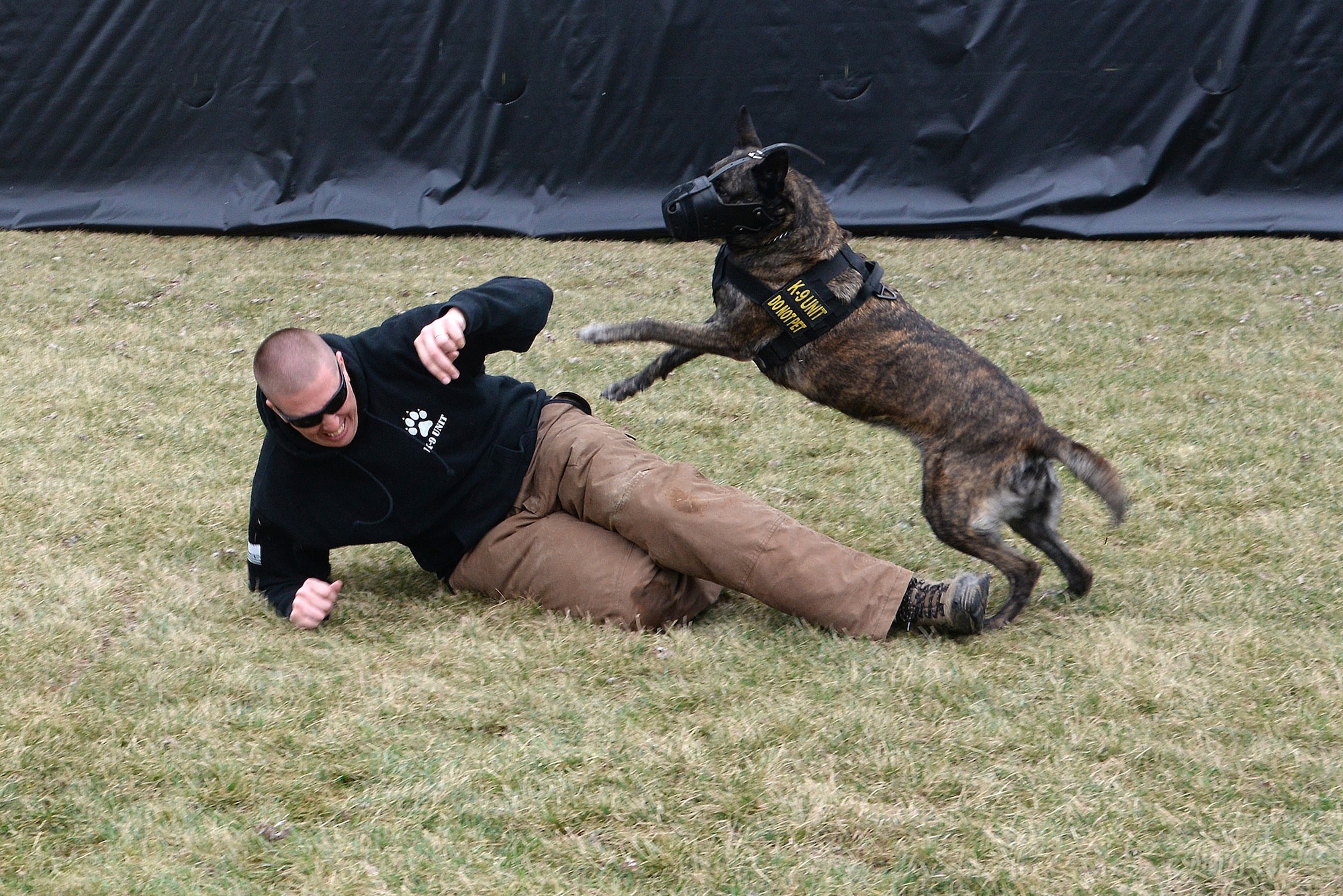 Tech. Sgt. Bryan Dell, 375th Security Forces Squadron NCOIC military working dog section, gets tackled by Fay, 375th SFS military working dog, during muzzle aggression training March 20, 2015, at the 375th SFS Military Working Dog Kennels at Scott Air Force Base, Ill. Before becoming military working dogs they must go through their own basic training to learn basic obedience, controlled aggression and how to find a suspect indoors and outdoors. (U.S. Air Force photo/ Senior Airman Tristin English)