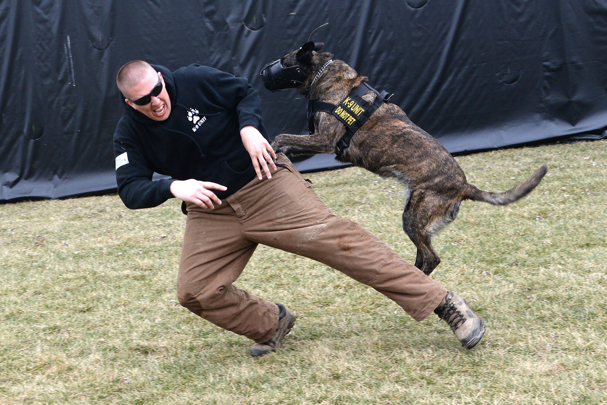 Tech. Sgt. Bryan Dell, 375th Security Forces Squadron NCOIC military working dog section, gets tackled by Fay, 375th SFS military working dog, during muzzle aggression training March 20, 2015, at the 375th SFS Military Working Dog Kennels at Scott Air Force Base, Ill. Before becoming military working dogs they must go through their own basic training to learn basic obedience, controlled aggression and how to find a suspect indoors and outdoors. (U.S. Air Force photo/ Senior Airman Tristin English)