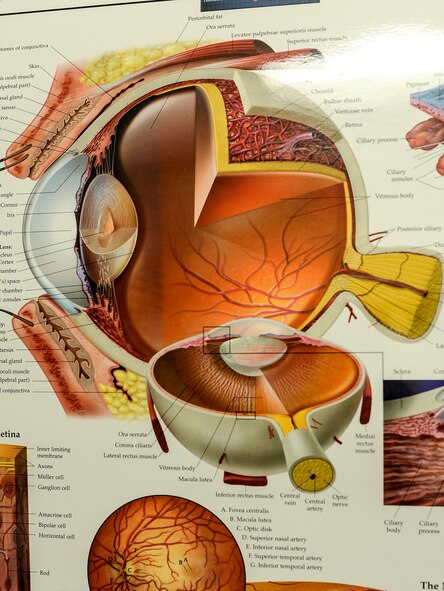 A chart depicting the inside of the human eye hangs on a wall in the optometry clinic on Minot Air Force Base, N.D., March 23, 2015. The clinic is open Monday through Friday and serves active duty military and their dependents, as well as Airmen who are part of the personnel reliability program. (U.S. Air Force photo/Senior Airman Stephanie Morris)