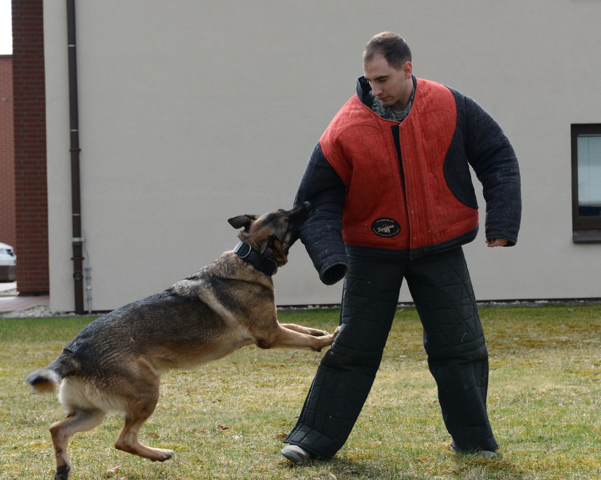 Senior Airman Taylor Medeiros, 86th Security Forces Squadron military working dog handler, is bitten by Kick, 86th SFS military working dog, as part of demonstration 27 March, 2015, at Ramstein Air Base, Germany. The demonstration was for intermediate students and showed how a handler and their canine respond to various situations with a possible perpetrator. (U.S. Air Force photo/A1C Tryphena Mayhugh)