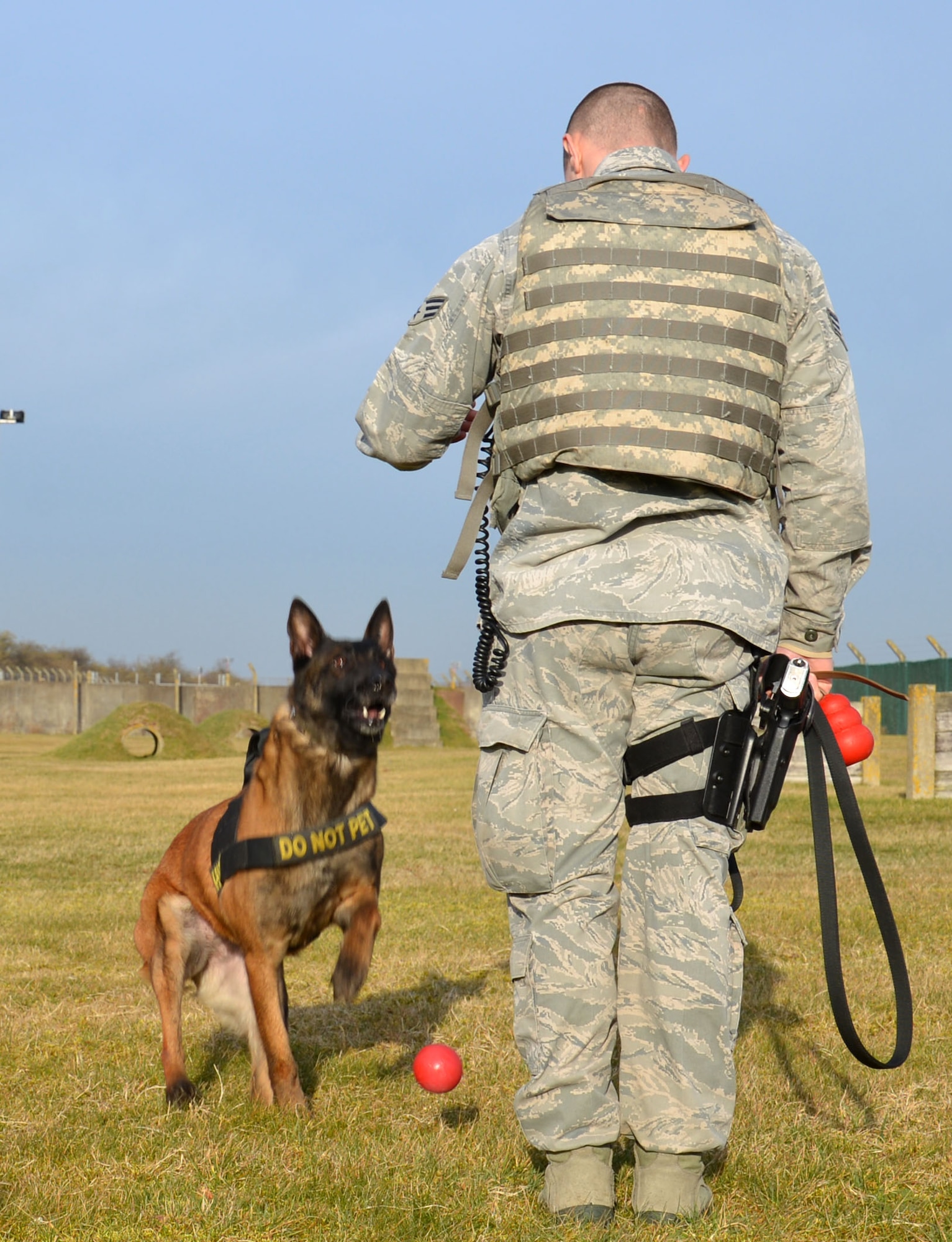 Military Working Dog Vvonya looks to her handler, U.S. Air Force Senior Airman Daniel Caldas, 100th Security Forces Squadron MWD handler from Milford, Mass., for further instruction during training March 13, 2015, on RAF Mildenhall, England. At the end of the career of a MWD, a veterinarian assesses them to see if they are suitable to be adopted into homes. Normally the handler who last handled the dog gets priority. There are long waiting lists for people who want to adopt a veteran dog. (U.S. Air Force photo by Gina Randall/Released)