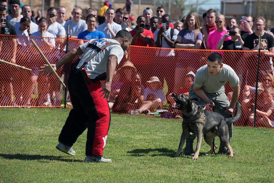 U.S. Air Force Staff Sgt. Daniel Flores, 82nd Security Forces Squadron military working dog kennel master and native of San Antonio, engages U.S. Air Force Staff Sgt. Michael Peralez, 82nd SFS MWD handler also a native of San Antonio, during a MWD demonstration at the Sheppard Air Force Base, Texas, Spring picnic March 28, 2015. Airmen and families gathered to watch as Flores and Peralez simulated several scenarios that involved the use of military working dogs. (U.S. Air Force photo by Senior Airman Kyle Gese)