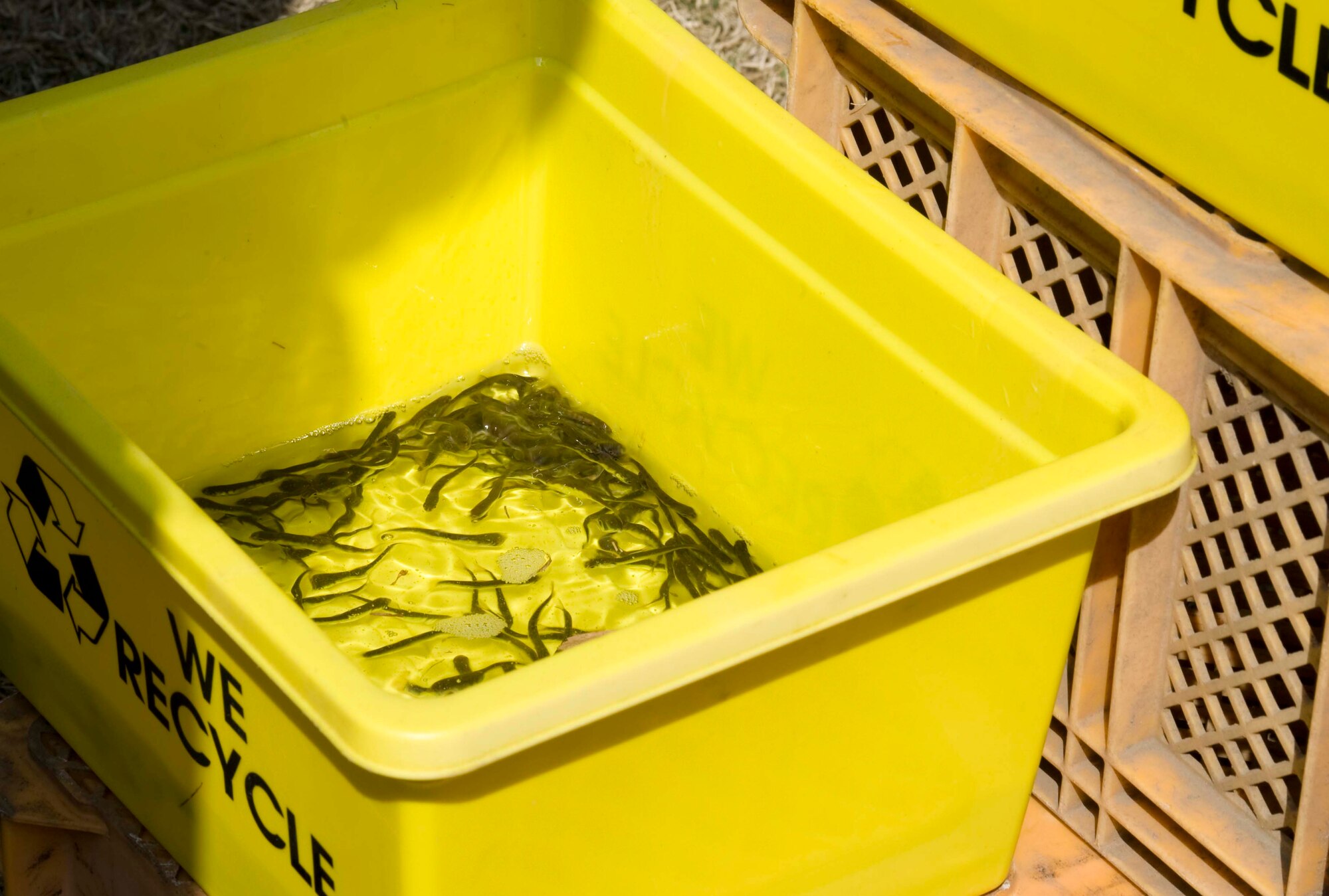 Baby salmon are distributed into buckets during the 17th Annual Baby Salmon Release at the Oirase Salmon Park, Japan, March 28, 2015. More than 400,000 baby salmon were brought from a Towada City fish hatchery to be released into the Oirase River to grow, breed and return for the Oirase Salmon Festival later in the year. (U.S. Air Force photo by Airman 1st Class Jordyn Rucker/Released)