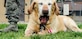 Guero, military working dog, yawns after receiving his Meritorious Service Medal during a retirement ceremony on Joint Base Andrews, Md., May 1, 2015. After being officially retired during the ceremony, Guero left with his new adoptive family. (U.S. Air Force photo/ Senior Airman Mariah Haddenham)