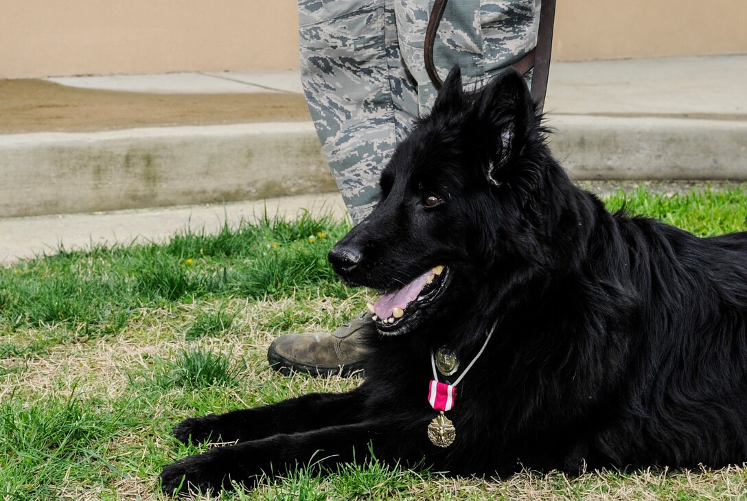 Sam, military working dog, wears his Meritorious Service Medal during a retirement ceremony on Joint Base Andrews, Md., May 1, 2015. After the ceremony, Sam was collected by one of his previous handlers, who traveled from Germany to retrieve him. (U.S. Air Force photo/ Senior Airman Mariah Haddenham)