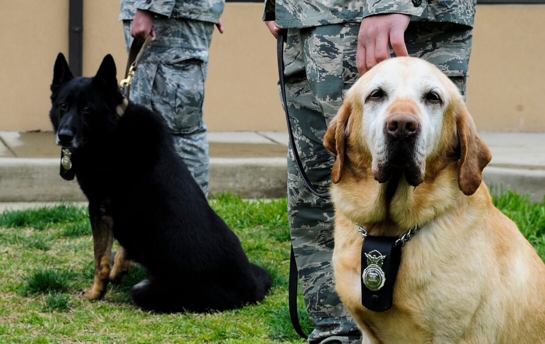 Military working dogs, Guero (right) and Besy (left), sit with handlers during their retirement ceremony on Joint Base Andrews, Md., May 1, 2015. The dogs were awarded the Meritorious Service Medal and collected by their new adoptive families following the ceremony. (U.S. Air Force photo/ Senior Airman Mariah Haddenham)