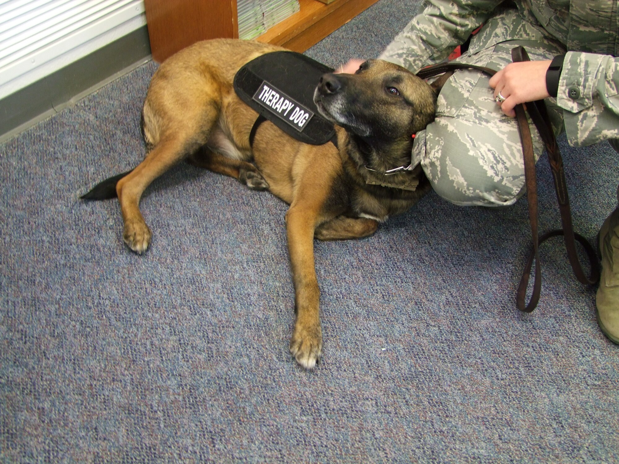Sato, a five-year-old Belgian Malinois, is a retired Military Working Dog now serving as a therapy dog at the Academy.