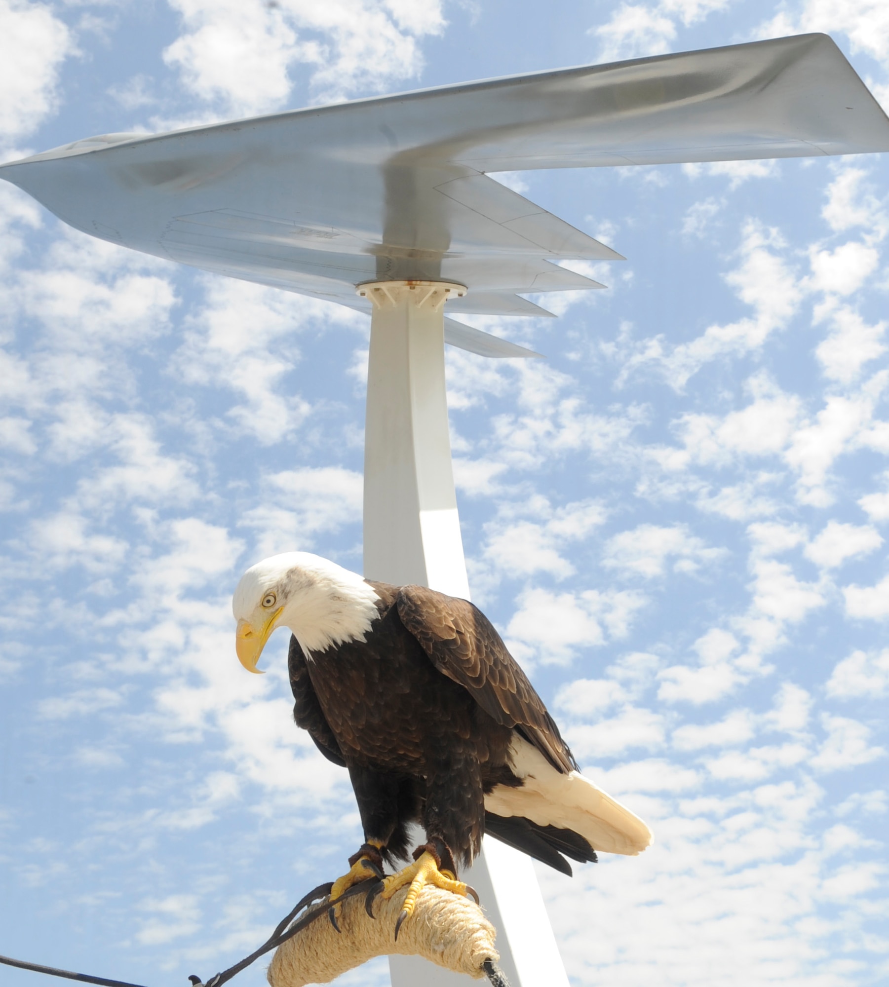 Lewis, a 13 year-old Bald Eagle, visits Whiteman Air Force Base, Mo., April 23, 2015, for a re-enlistment ceremony. Lewis flew at the St. Louis Cardinals opening day at Busch Stadium. (U.S. Air Force photo by Staff Sgt. Alexandra M. Longfellow/Released)