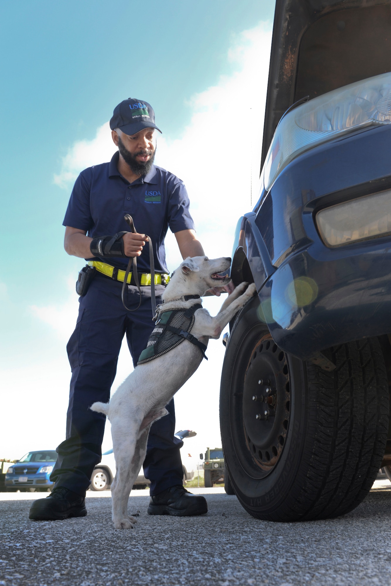 Tony Thompson, U.S. Department of Agriculture brown tree snake detector dog handler, and Striker, a USDA brown tree snake detector dog,  inspect a vehicle during a training session April 30, 2015, at Andersen Air Force Base, Guam. All USDA snake dogs are acquired from various rescue shelters in the Atlanta, Ga., area and are selected based on temperament, willingness to work and prey drive.  (U.S. Air Force photo by Senior Airman Katrina M. Brisbin/Released)