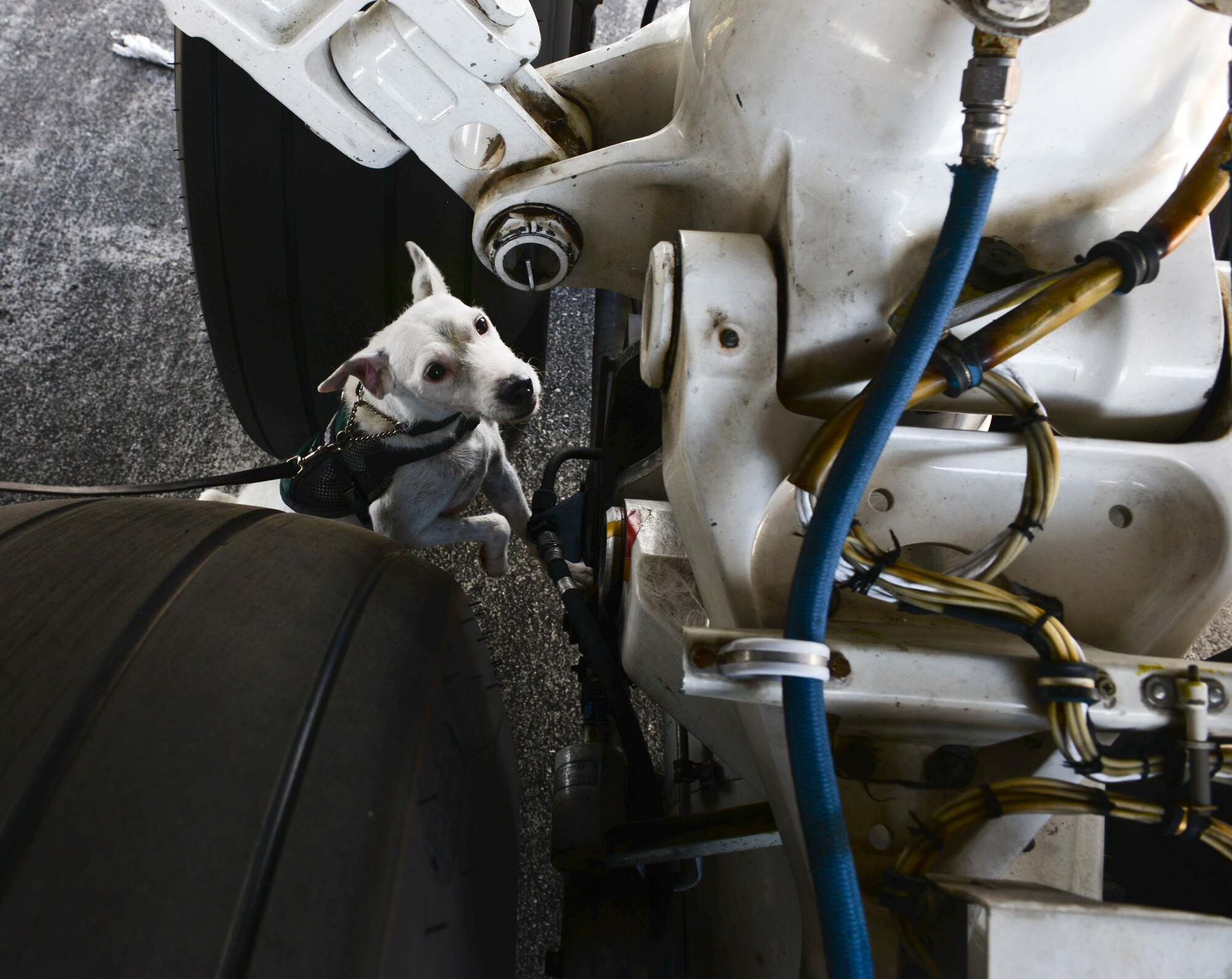 Striker, a U.S. Department of Agriculture brown tree snake detector dog, inspects an aircraft prior to departure April 30, 2015, at Andersen Air Force Base, Guam. All Department of Defense aircraft, household goods, vehicles and cargo are required to be searched prior to departure in order to prevent the establishment of the snakes in other regions. (U.S. Air Force photo by Senior Airman Katrina M. Brisbin/Released)