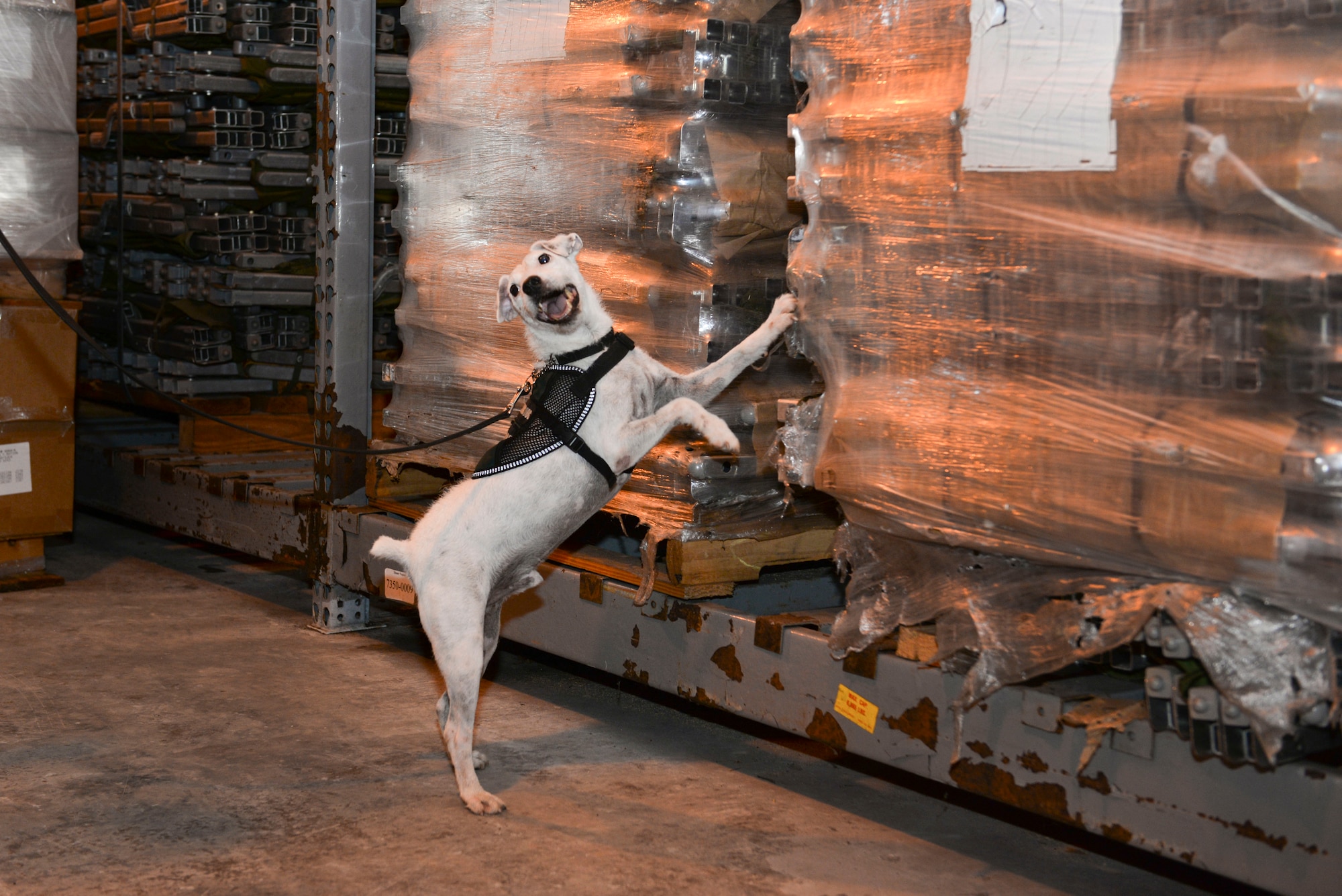 Striker, a U.S. Department of Agriculture brown tree snake detector dog, scratches at a cargo load notifying his handler that he has found a snake during a daily training session April 30, 2015, at Andersen Air Force Base, Guam. All USDA snake dogs are acquired from various rescue shelters in the Atlanta, Ga., area and are selected based on temperament, willingness to work, motivation, and prey drive.  (U.S. Air Force photo by Senior Airman Katrina M. Brisbin/Released)