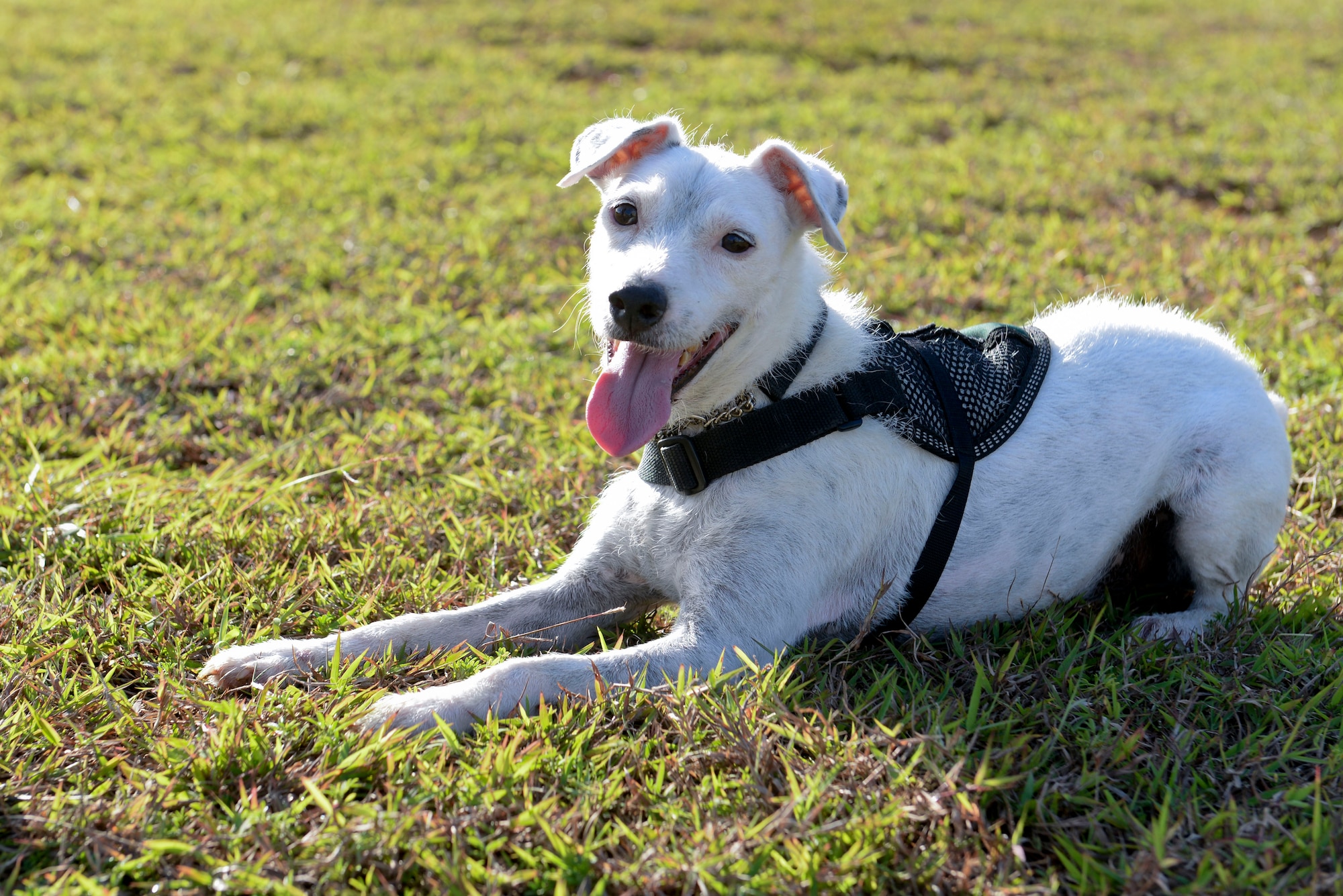 Striker, a U.S. Department of Agriculture brown tree snake detector dog, rests after play time with his handler April 30, 2015, at Andersen Air Force Base, Guam. A minimum of 30 minutes of daily play time is required in order to foster the relationship between handler and dog as well as burn off the dog’s excess energy. (U.S. Air Force photo by Senior Airman Katrina M. Brisbin/Released)