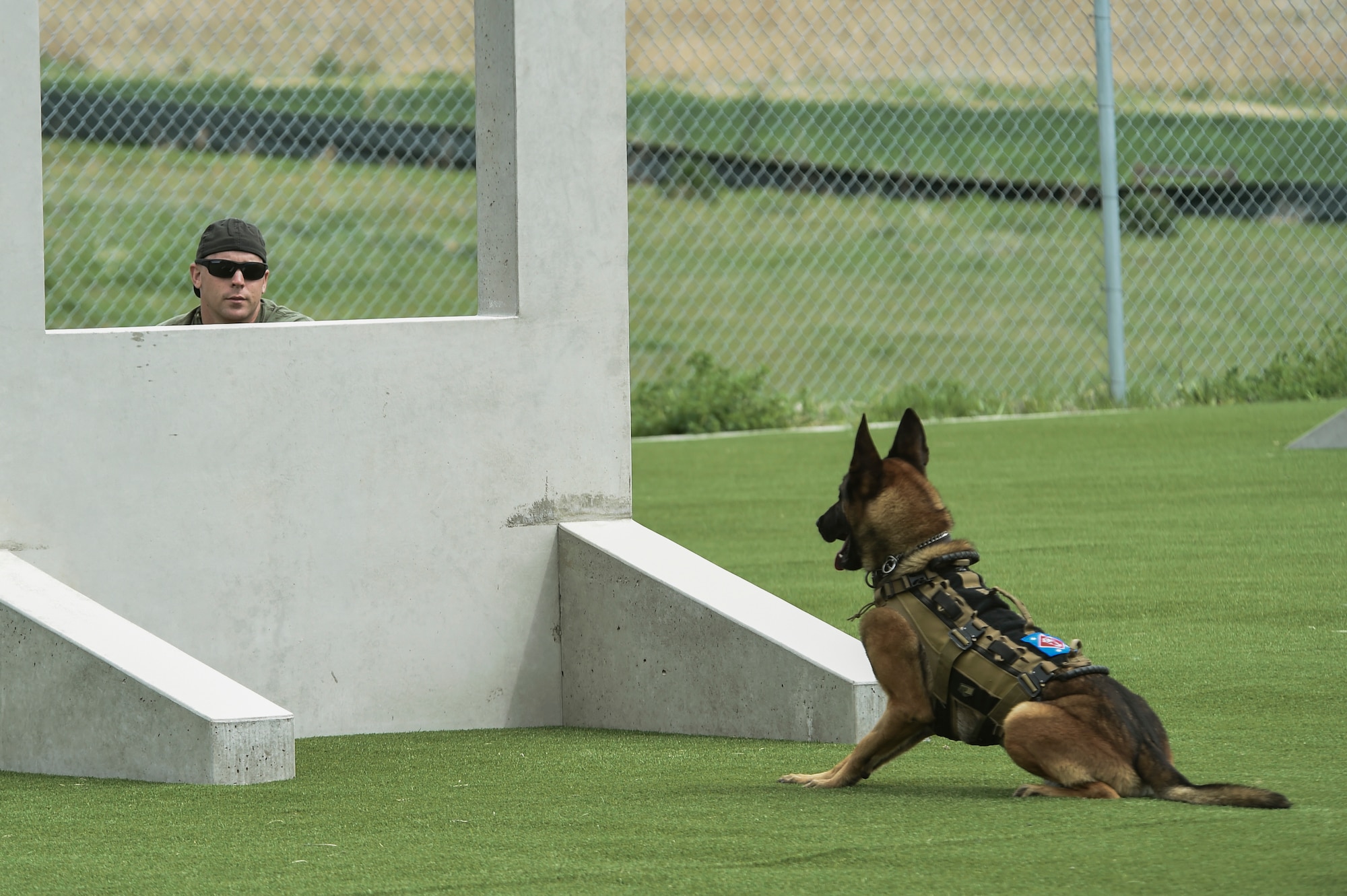 A military working dog watches it handler for the release signal during the Cpl. David Sonka Memorial Competition May 3, 2015, at the 460th Security Forces training field on Buckley Air Force Base, Colo. The weekend’s events were held to honor the life of Sonka, a U.S. Marine Corps Military Working Dog handler who was killed in action in Afghanistan May 4, 2013. The weekend’s events included a motorcade to his grave, two memorial services, the reading of the names of all MWD and MWD handlers killed in action during Vietnam and recent years, a BBQ, and concluded with a multi-service dog handling competition. (U.S. Air Force photo by Senior Airman Phillip Houk/Released)
