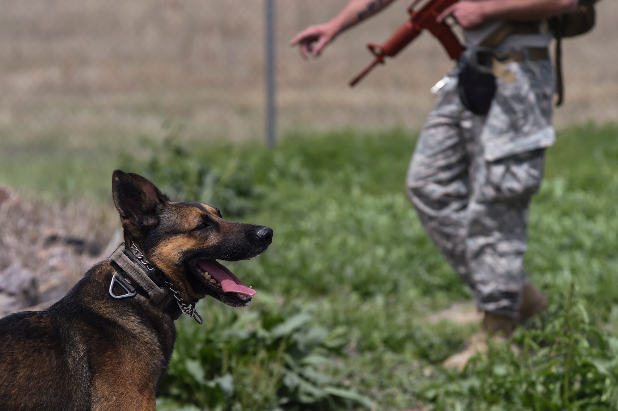 A military working dog team search a field during the Cpl. David Sonka Memorial Competition May 3, 2015, at the 460th Security Forces training field on Buckley Air Force Base, Colo. The weekend’s events were held to honor the life of Sonka, a U.S. Marine Corps Military Working Dog handler who was killed in action in Afghanistan May 4, 2013. The weekend’s events included a motorcade to his grave, two memorial services, the reading of the names of all MWD and MWD handlers killed in action during Vietnam and recent years, a BBQ, and concluded with a multi-service dog handling competition. (U.S. Air Force photo by Senior Airman Phillip Houk/Released)