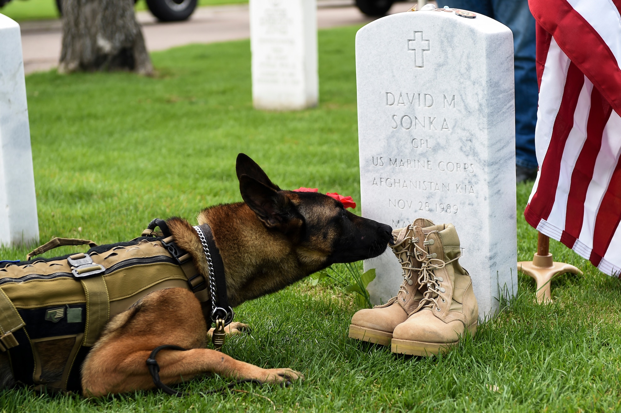 memorial day pictures with dogs