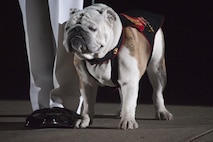 Sgt. Eric Burchfield accompanies Cpl. Chesty XIV, official mascot of the Marine Corps, during an evening parade at Marine Barracks Washington, D.C., May  1, 2015. The parades, which are held Friday nights during the summer months, are a means of honoring senior officials, distinguished citizens, and supporters of the Marine Corps. (U.S. Marine Corps photo by Lance Cpl. Kayla V. McTaw/Released)
