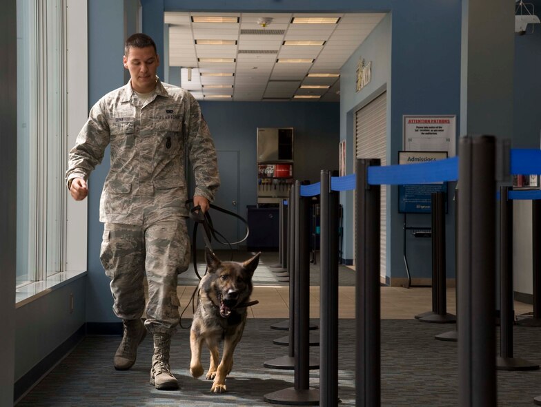 U.S. Air Force Senior Airman Charles Sena, 35th Security Forces Squadron military working dog handler, leads Karo, 35 SFS military working dog, in a search for training aids at Misawa Air Base, Japan, May 5, 2015. Military working dog teams are often responsible for human, narcotic and explosive detection. (U.S. Air Force photo by Airman 1st Class Jordyn Fetter/Released)