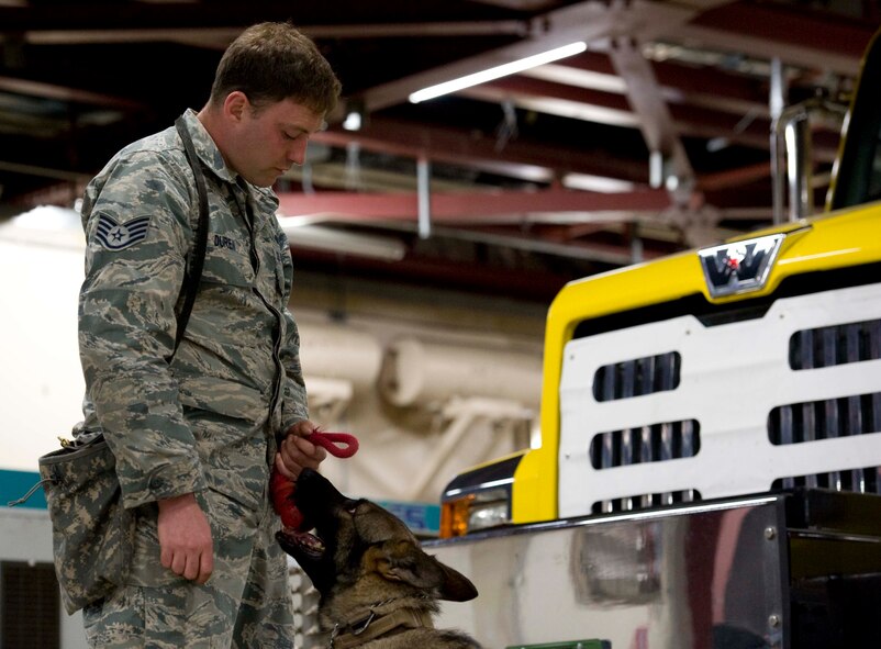 Charly, 35th Security Forces Squadron military working dog, returns a reward to U.S. Air Force Staff Sgt. Ryan Duren, 35 SFS military working dog handler, at Misawa Air Base, Japan, May 5, 2015. Military working dog teams perform impromptu checks of buildings on base, perimeter sweeps and other tasks. (U.S. Air Force photo by Airman 1st Class Jordyn Fetter/Released)